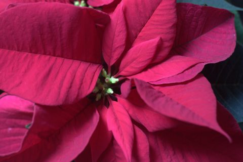 Poinsettia (Weihnachtsstern)