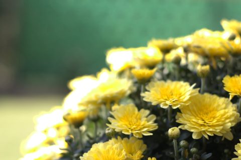 gelbe Chrysantheme
