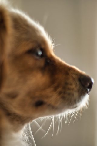 Wuffi
