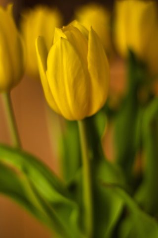 gelbe Tulipa (Tulpe)