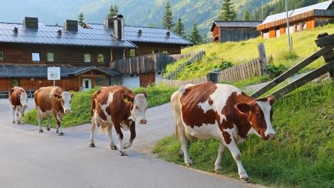 Kuh-Wanderung