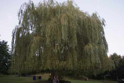 Trauerweide