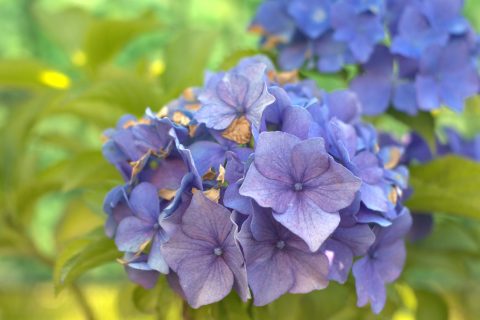 Hortensie "Blaumeise" in Garten